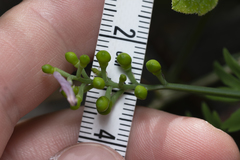 Fumaria judaica judaica