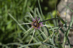 Tragopogon coelesyriacus