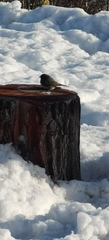 Junco hyemalis image