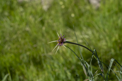 Tragopogon coelesyriacus