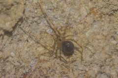 Nesticidae