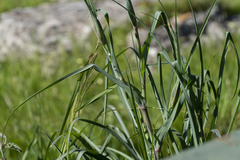 Tragopogon coelesyriacus