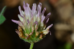 Trifolium echinatum
