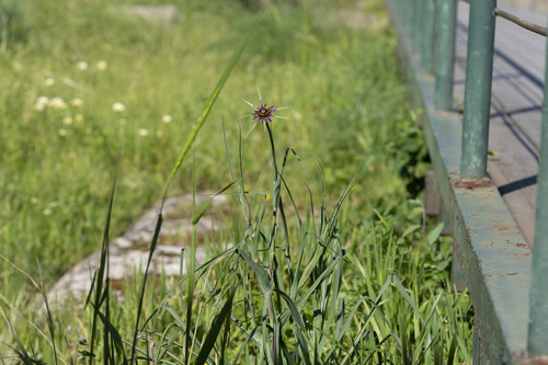 Image of Long-Beaked Salsify (Tragopogon coelesyriacus) by (c) Eleftherios Katsillis, some rights reserved (CC BY)