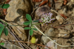 Trifolium echinatum