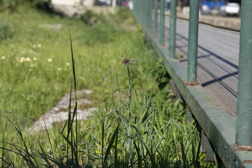 Image of Long-Beaked Salsify (Tragopogon coelesyriacus) by (c) Eleftherios Katsillis, some rights reserved (CC BY)
