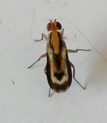 Apiochaeta vitticollis