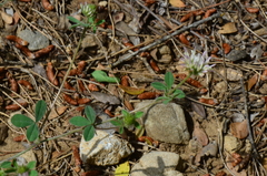Trifolium echinatum