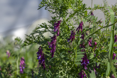 Vicia eriocarpa
