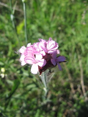 Dianthus membranaceus