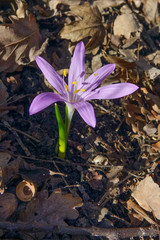 Colchicum bulbocodium