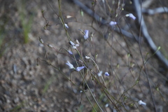 Wahlenbergia obovata