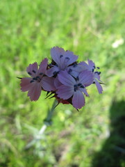 Dianthus membranaceus