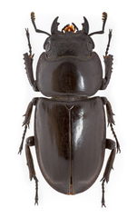 Prosopocoilus serricornis