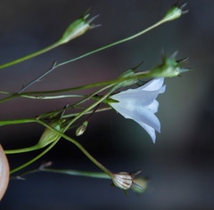 Wahlenbergia obovata