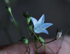 Wahlenbergia obovata