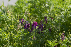 Vicia eriocarpa