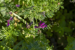 Vicia eriocarpa