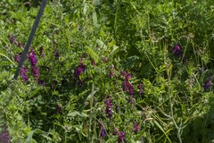 Vicia eriocarpa