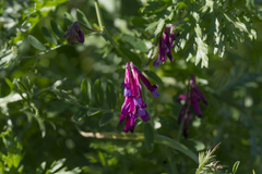 Vicia eriocarpa