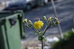 Sonchus asper