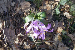 Colchicum bulbocodium