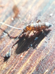 Pogonognathellus longicornis