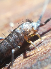 Pogonognathellus longicornis