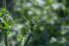 Sonchus asper