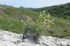 Lepidium turczaninowii