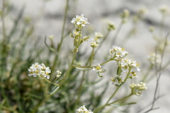 Lepidium turczaninowii