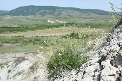 Lepidium turczaninowii