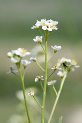 Lepidium turczaninowii