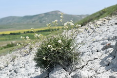 Lepidium turczaninowii