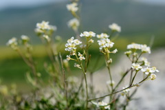 Lepidium turczaninowii