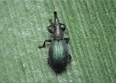 Perapion violaceum