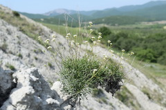 Lepidium turczaninowii