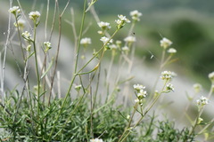 Lepidium turczaninowii