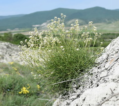 Lepidium turczaninowii