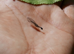 Raphidiinae