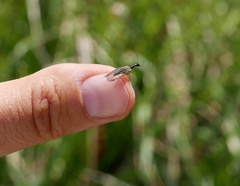 Raphidiinae