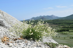 Lepidium turczaninowii
