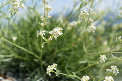 Lepidium turczaninowii