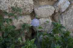 Knautia integrifolia urvillei