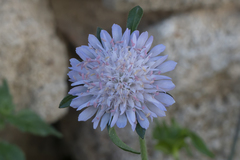 Knautia integrifolia urvillei