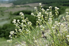 Lepidium turczaninowii