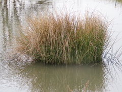 Juncus effusus pacificus