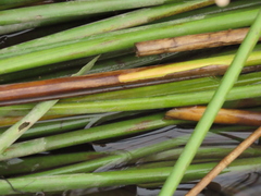 Juncus effusus pacificus