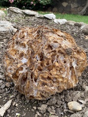 Daleomyces phillipsii