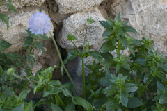 Knautia integrifolia urvillei